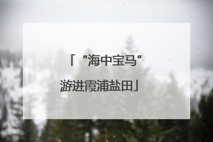 “海中宝马”游进霞浦盐田