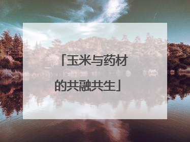 玉米与药材的共融共生