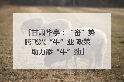 甘肃华亭：“畜”势腾飞兴“牛”业 政策助力添“牛”劲