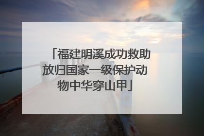 福建明溪成功救助放归国家一级保护动物中华穿山甲