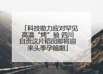 科技助力应对罕见高温“烤”验 四川自贡这片稻田即将迎来头季孕穗期