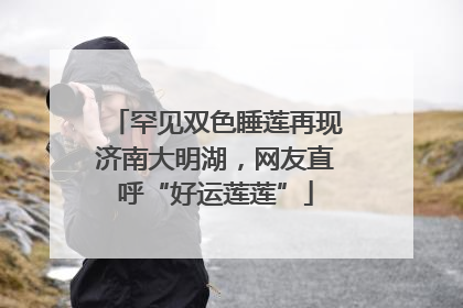 罕见双色睡莲再现济南大明湖，网友直呼“好运莲莲”