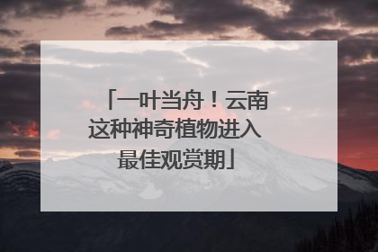 一叶当舟！云南这种神奇植物进入最佳观赏期