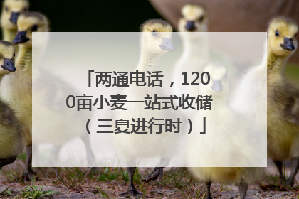 两通电话，1200亩小麦一站式收储（三夏进行时）