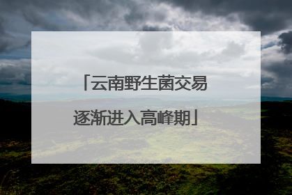 云南野生菌交易逐渐进入高峰期
