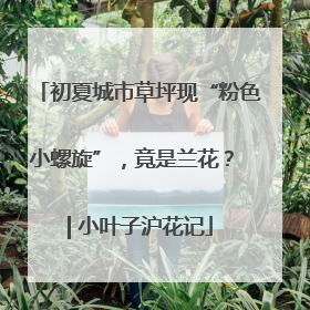 初夏城市草坪现“粉色小螺旋”，竟是兰花？ | 小叶子沪花记