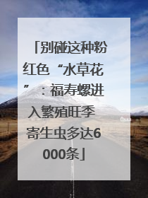 别碰这种粉红色“水草花”：福寿螺进入繁殖旺季 寄生虫多达6000条