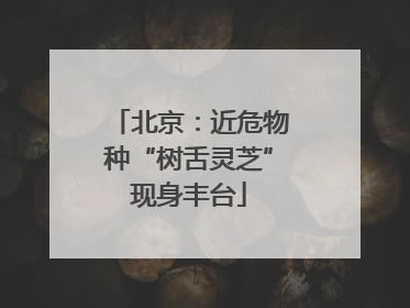 北京：近危物种“树舌灵芝”现身丰台