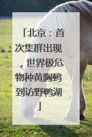 北京：首次集群出现，世界极危物种黄胸鹀到访野鸭湖