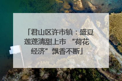 君山区许市镇：盛夏莲蓬清甜上市 “荷花经济”飘香不断