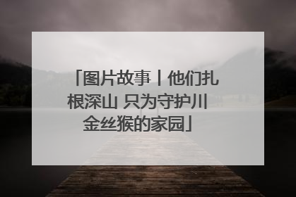 图片故事丨他们扎根深山 只为守护川金丝猴的家园