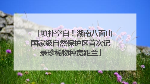 填补空白！湖南八面山国家级自然保护区首次记录珍稀物种宽距兰