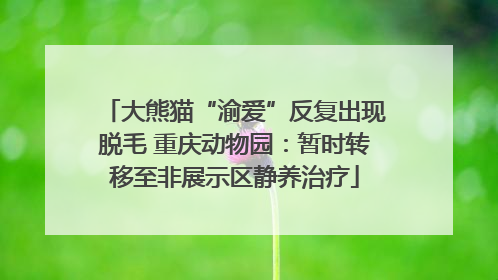 大熊猫“渝爱”反复出现脱毛 重庆动物园：暂时转移至非展示区静养治疗