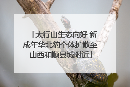 太行山生态向好 新成年华北豹个体扩散至山西和顺县城附近