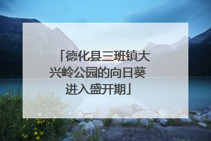 德化县三班镇大兴岭公园的向日葵进入盛开期