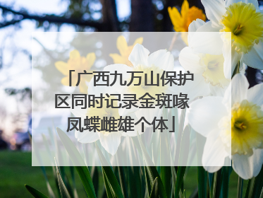 广西九万山保护区同时记录金斑喙凤蝶雌雄个体