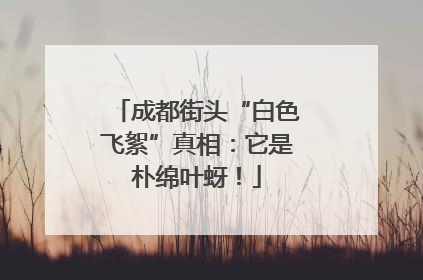 成都街头“白色飞絮”真相：它是朴绵叶蚜！