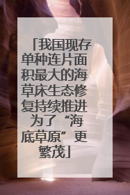我国现存单种连片面积最大的海草床生态修复持续推进 为了“海底草原”更繁茂