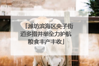 潍坊滨海区央子街道多措并举全力护航粮食丰产丰收