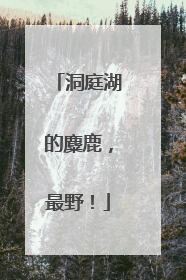 洞庭湖的麋鹿，最野！