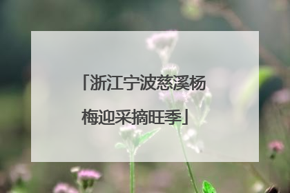 浙江宁波慈溪杨梅迎采摘旺季