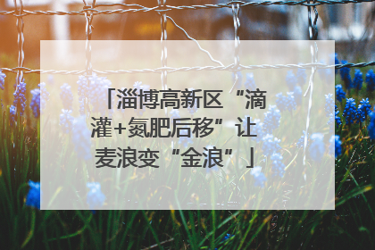 淄博高新区“滴灌+氮肥后移”让麦浪变“金浪”