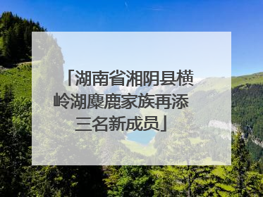 湖南省湘阴县横岭湖麋鹿家族再添三名新成员