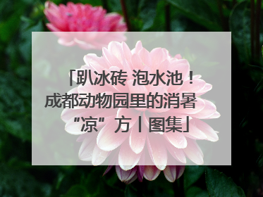 趴冰砖 泡水池！成都动物园里的消暑“凉”方丨图集