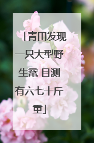 青田发现一只大型野生鼋 目测有六七十斤重