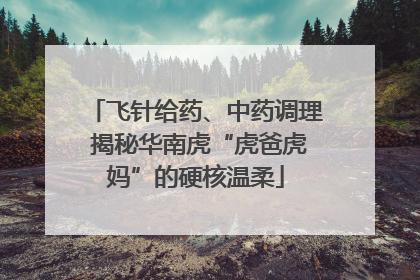 飞针给药、中药调理 揭秘华南虎“虎爸虎妈”的硬核温柔