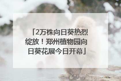 2万株向日葵热烈绽放！郑州植物园向日葵花展今日开幕